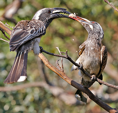 African Grey Hornbill